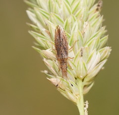 Cryptorhamphus orbus