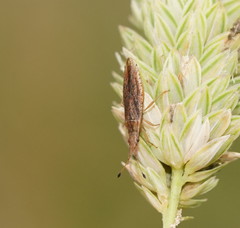 Cryptorhamphus orbus