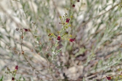 Scrophularia cretacea