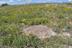 Astragalus albicaulis