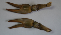 Pontastacus leptodactylus