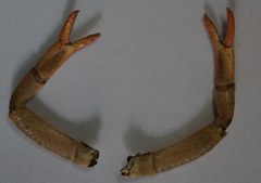 Pontastacus leptodactylus