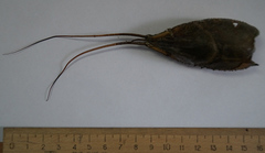 Pontastacus leptodactylus