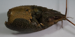Pontastacus leptodactylus