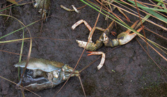 Pontastacus leptodactylus