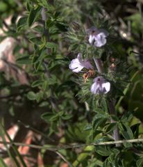 Satureja thymbra