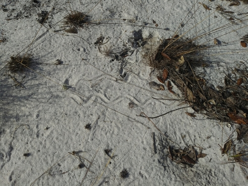 Florida Sand Skink