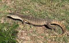 Yellow-Spotted Monitor photo 5
