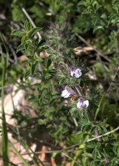 Satureja thymbra