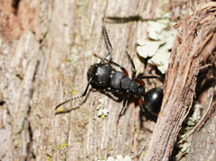 Polyrhachis femorata
