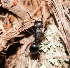 Polyrhachis femorata