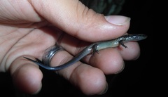 Scincella cherriei