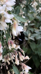 Bombus terrestris canariensis