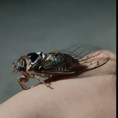 Geminate Cicada