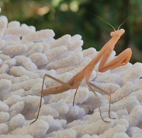 European Mantis