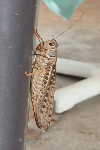 White-faced Bush-cricket