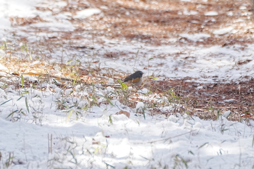 Red-flanked Bluetail (Tarsiger cyanurus), photo 7