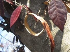 Trachelospermum asiaticum