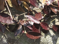 Trachelospermum asiaticum