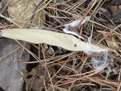 Trachelospermum asiaticum