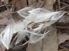 Trachelospermum asiaticum