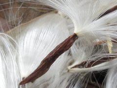 Trachelospermum asiaticum