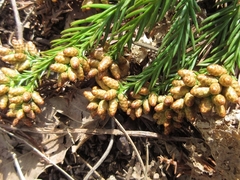Cryptomeria japonica