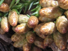 Cryptomeria japonica