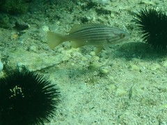Epinephelus costae