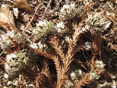 Cryptomeria japonica