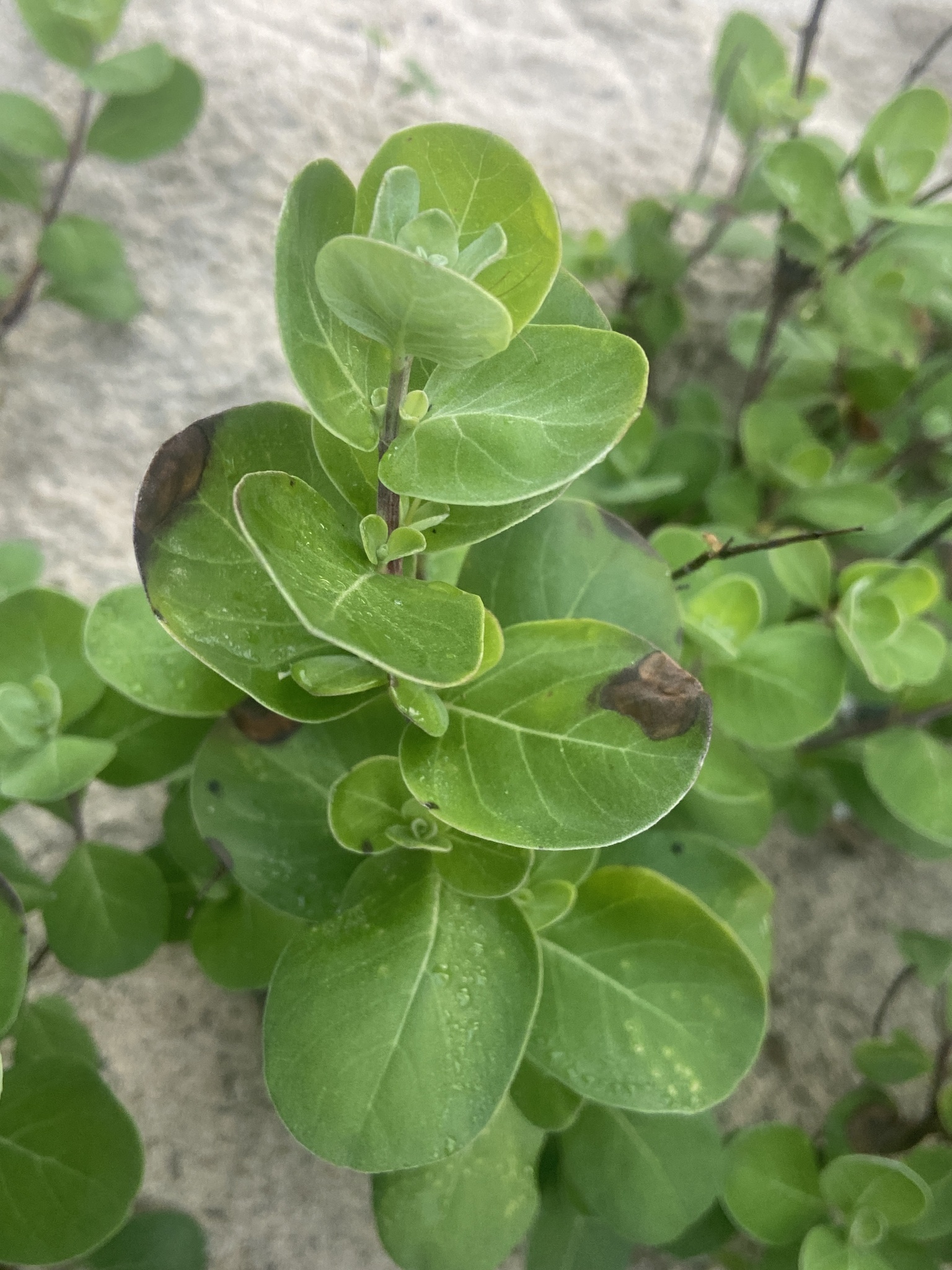 Vitex rotundifolia — ảnh 3