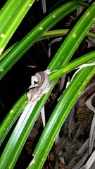 Toropuku inexpectatus