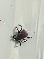 Ixodes ricinus