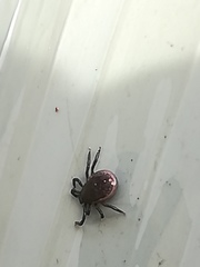 Ixodes ricinus