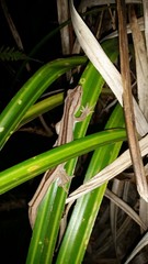 Toropuku inexpectatus