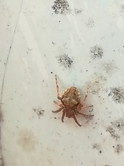 Araneus sturmi