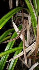 Toropuku inexpectatus