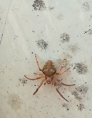 Araneus sturmi