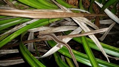 Toropuku inexpectatus