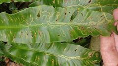 Phytomyza scolopendri