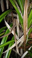 Toropuku inexpectatus