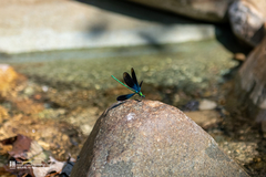 Matrona basilaris