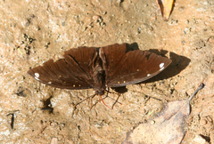 Lexias albopunctata albopunctata