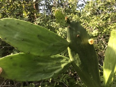Opuntia cochenillifera image