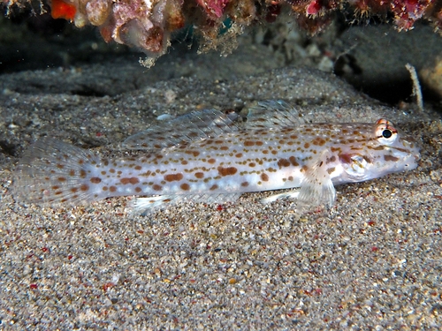 Orangespotted Sandgoby