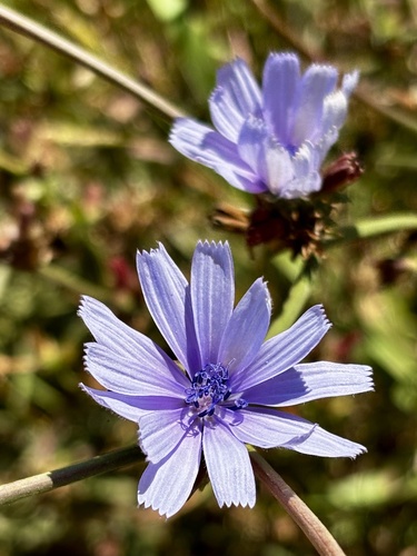 chicory