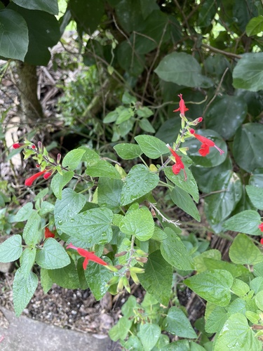 Salvia coccinea observed 2026-02-10