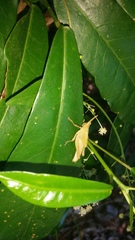 Desmoptera truncatipennis