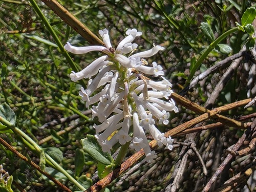 Diostea juncea, photograph 5
