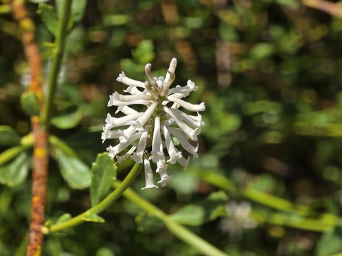 Diostea juncea, photograph 6